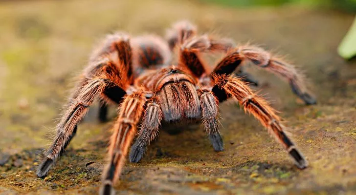 Космата оранжева тарантула пълзи по земята