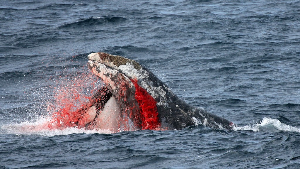 Косатка напада кит, който блика кръв от устата си.
