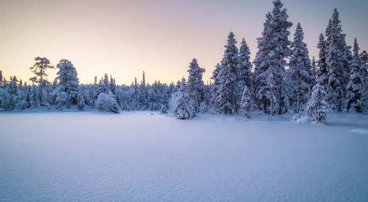 Зимен пейзаж по залез с покрити със сняг дървета