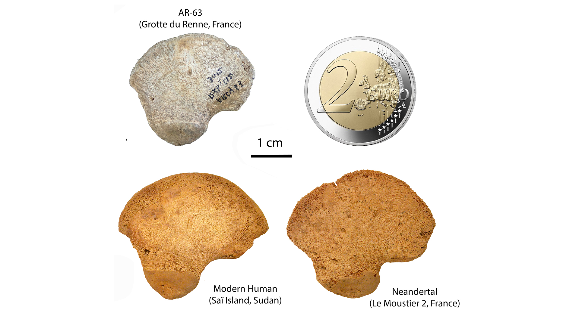 Сравнение на фосила (горе вляво), монета от 2 евро (горе вдясно), съвременна човешка кост (долу вляво) и неандерталска кост (долу вдясно).