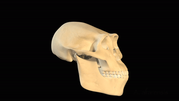GIF анимация с форма на череп на хоминин.