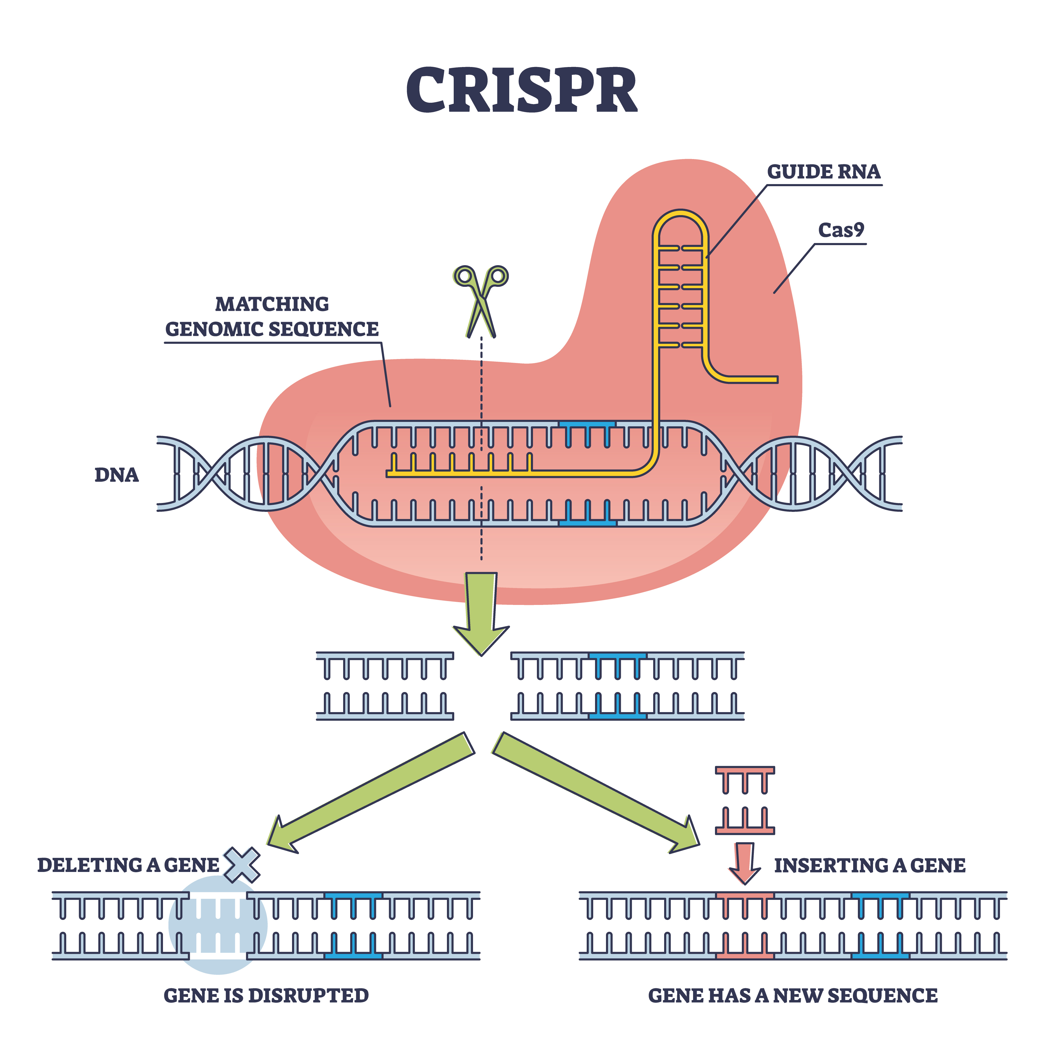 Инфорграфика показва белязан cas ензим, свързан с РНК верига.  След това показва как комплексът може да пререже дължина от ДНК, за да изтрие ген или да вмъкне нов на негово място