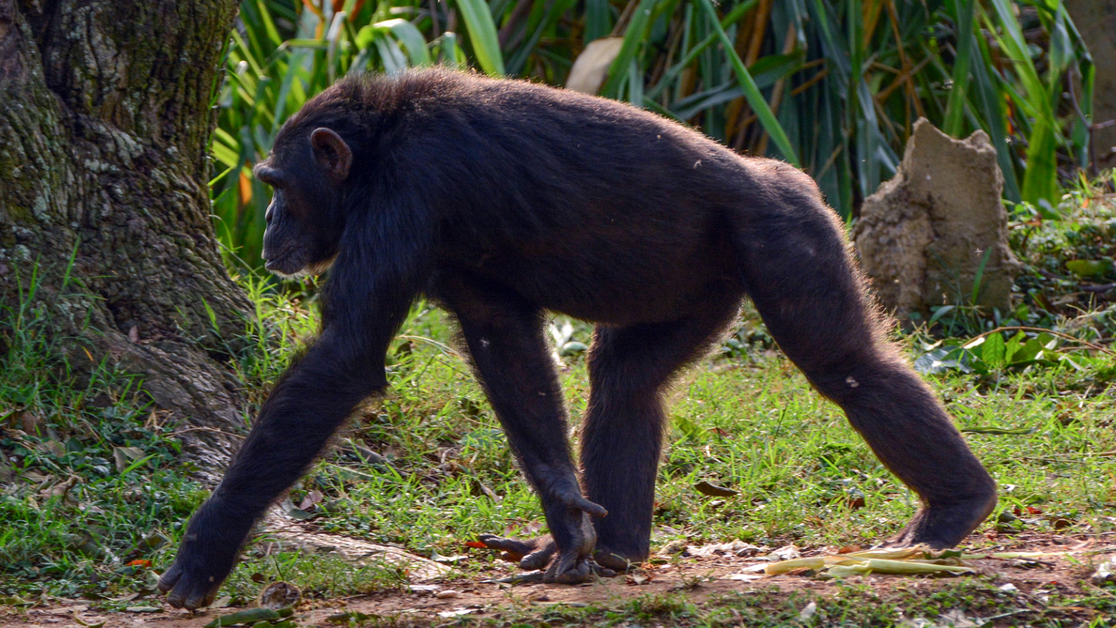 Обикновено шимпанзе, ходещо на четири крака, бродещо диво в зоологическата градина на Ентебе (Център за обучение на диви животни)