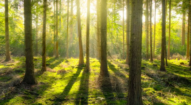 Сутрешната светлина се процежда през дърветата в гората