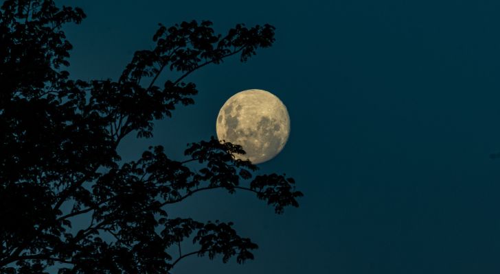 Пълна луна в нощното небе, частично скрита от дърво