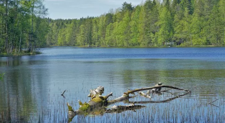 Езеро, заобиколено от гъста гора
