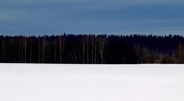 Природна сцена, която прилича на естонското знаме с редица гъсти черни дървета между бяло снежно поле и синьо небе
