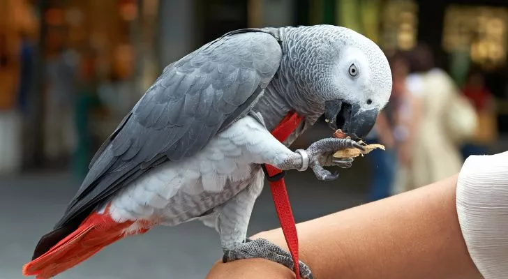 Папагал, балансиращ върху нечия ръка, докато го хранят