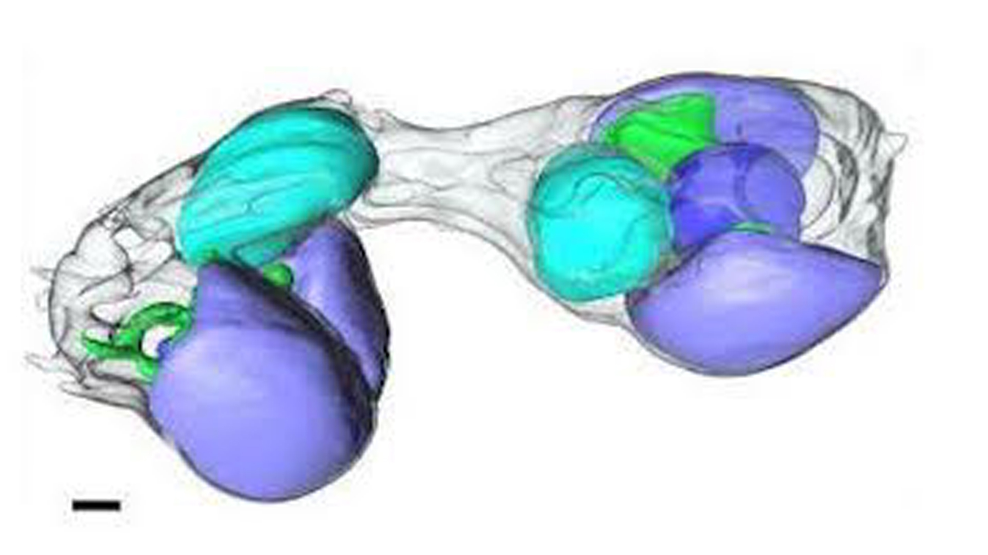 изображението показва клетка, която се разделя с петна от синьо и зелено, показани в нейната структура