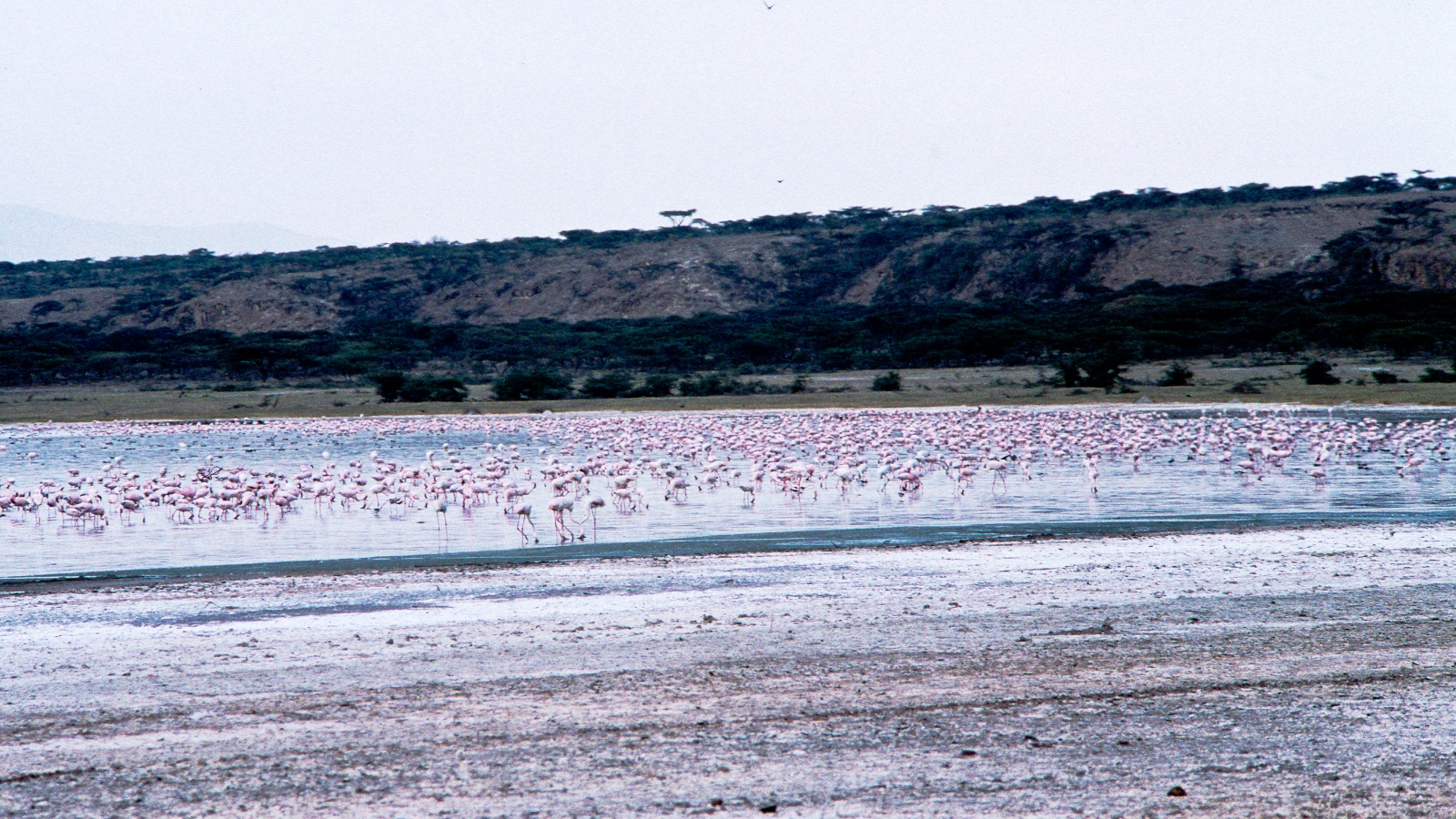 Фламинги, стоящи по брега на езерото Абиджата