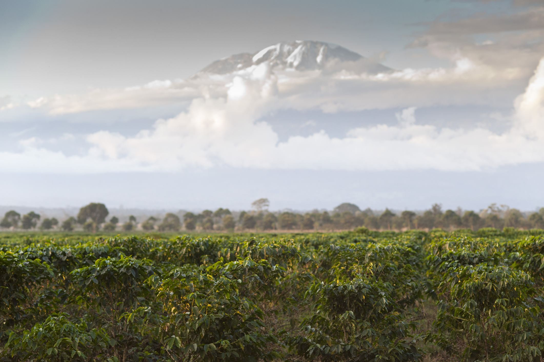 Плантация за кафе с планината Килиманджаро на заден план