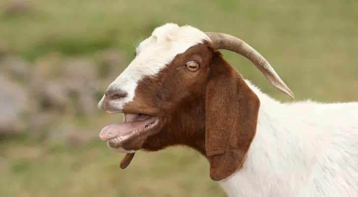 Кафяво-бяла коза с рога, изплезила език, докато блее