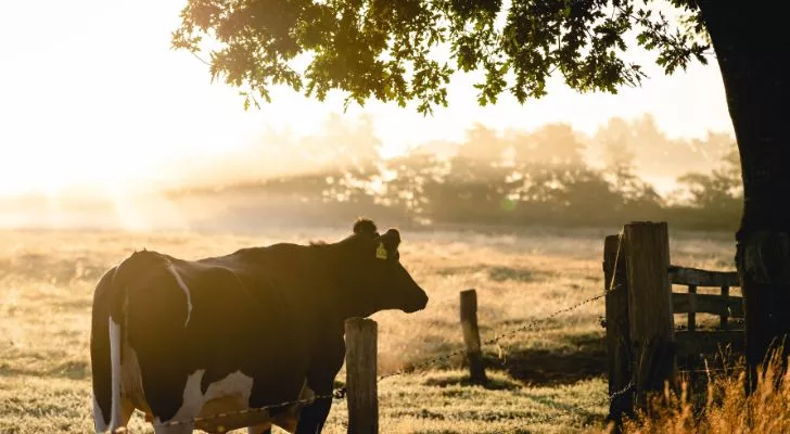 Крава, пасяща в поле до дърво по време на изгрев