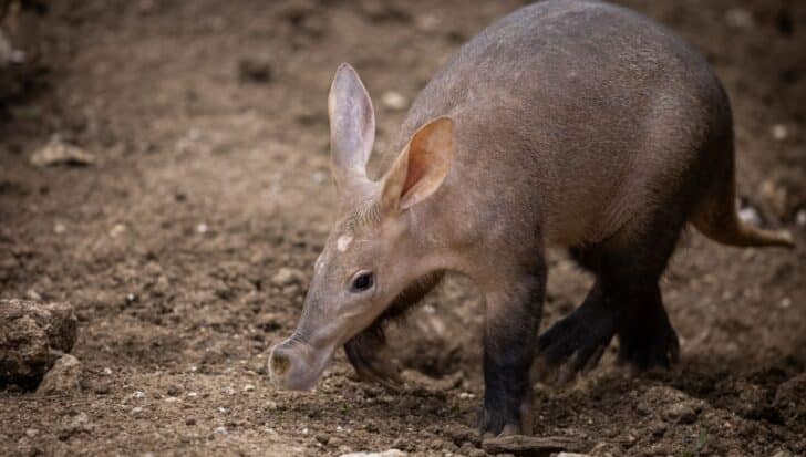 Aardvark, ходещ по мръсотия повърхност