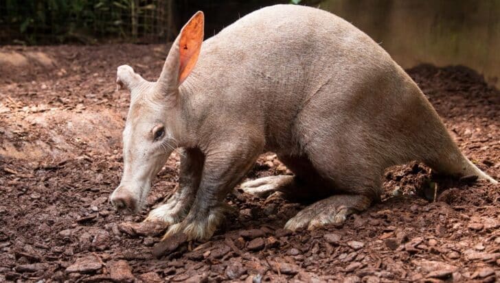 Aardvark на петна от мръсотия в експонат на зоопарк