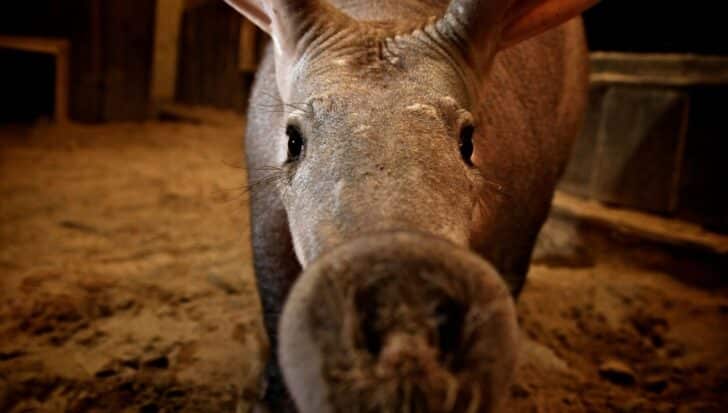 Отблизо на Aardvark с отличителната му муцуна и уши, подчертавайки уникалните му характеристики като единствения жив член на семейство Orycteropodidae