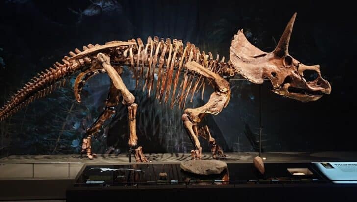 Пълен скелет на Triceratops се показва в музейна обстановка, подчертавайки големите му пръчици и три рога, с фона на праисторическа природа