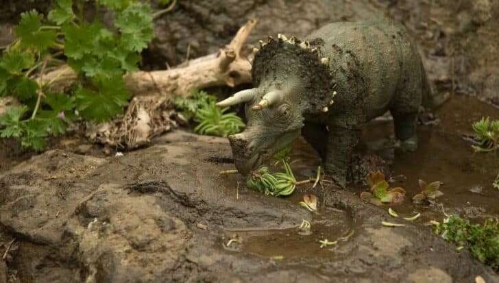Моделът на Triceratops е изобразен растения за хранене в кална среда, подчертавайки неговата тревопасна природа