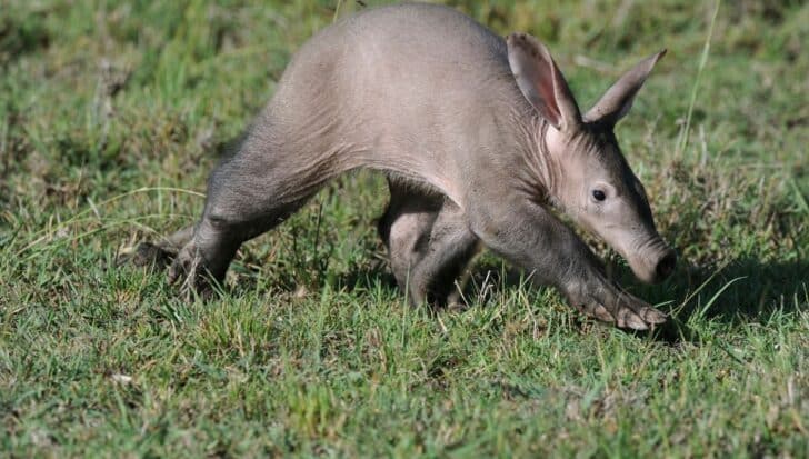 Aardvark, разхождащ се през Wild Gassland