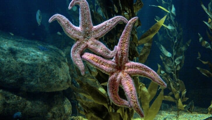 Две розови звезди сред морските водорасли в подводна среда