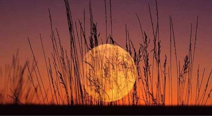 Царевична луна, ниско в небето с пшеница на преден план