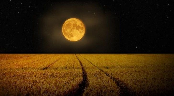 Ярко жълтата луна на царевицата и царевично поле