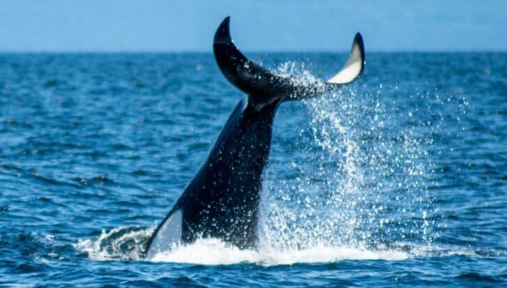 Orca Tail Пръскаща вода в океана