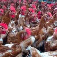 Плътно стадо кафяви пилета