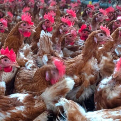 Плътно стадо кафяви пилета